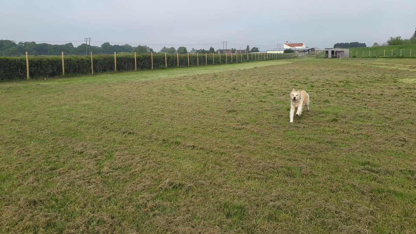 Muttlins Outdoor Exercise Paddock