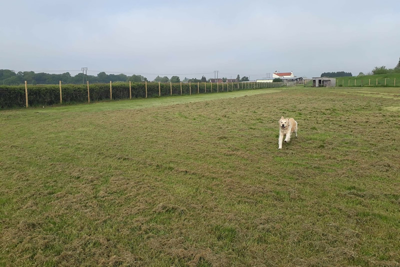 Muttlins Outdoor Exercise Paddock