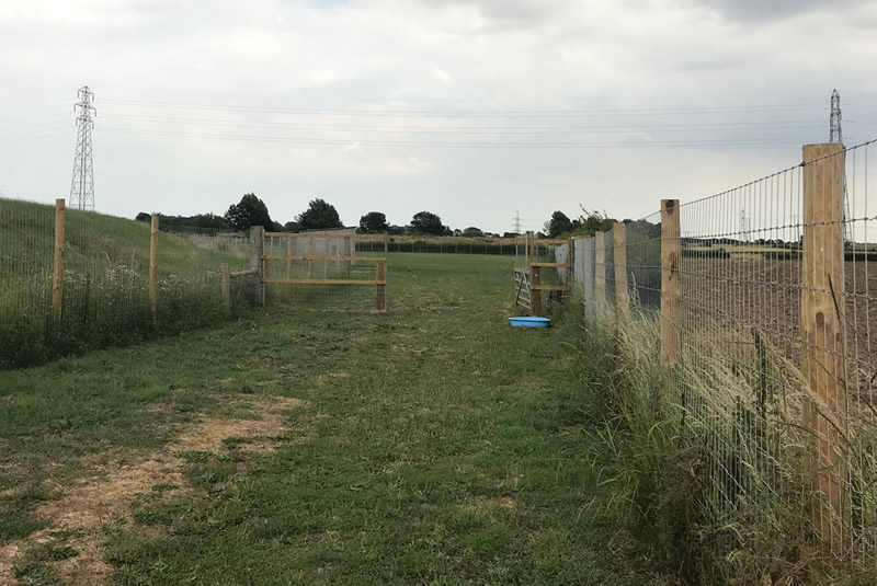 Muttlins Outdoor Exercise Paddock